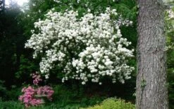 Chinese Snowball Viburnum Bush - 7 Gallon Pot (3-4') -Exquisite Plants Picture Viburnum Chinese Snowball Tree 2 1