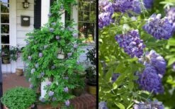 Amethyst Falls Wisteria Vine - 2 Gallon Pot 16 Amethyst Falls Wisteria Vine - 2 Gallon Pot -Exquisite Plants Picture Wisteria Amethyst Falls 2