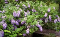 Amethyst Falls Wisteria Vine - 2 Gallon Pot 17 Amethyst Falls Wisteria Vine - 2 Gallon Pot -Exquisite Plants Picture Wisteria Amethyst Falls 5