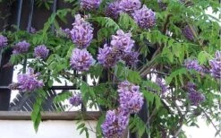 Amethyst Falls Wisteria Vine - 2 Gallon Pot 19 Amethyst Falls Wisteria Vine - 2 Gallon Pot -Exquisite Plants Picture Wisteria Amethyst Falls Vine 1