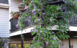 Amethyst Falls Wisteria Vine - 2 Gallon Pot 18 Amethyst Falls Wisteria Vine - 2 Gallon Pot -Exquisite Plants Picture Wisteria Amethyst Falls Vine