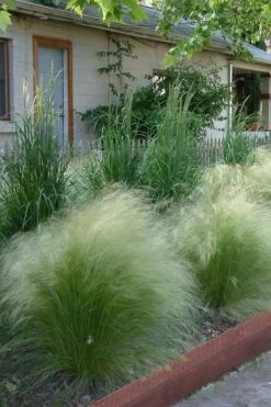 Pony Tails Mexican Feather Grass (Stipa Tennuissima) - 5 Pack Of Quart Pots -Exquisite Plants Ponytails Grass Mexican Feather Rev 500x750 1