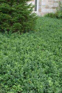 Purple Wintercreeper - Euonymus Fortunei Coloratus - 3 Pack Of Pint Pots -Exquisite Plants Purple Wintercreeper 5