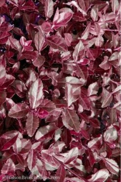 Purple Wintercreeper - Euonymus Fortunei Coloratus - 3 Pack Of Pint Pots -Exquisite Plants Purple Wintercreeper 7