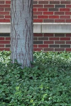 Purple Wintercreeper - Euonymus Fortunei Coloratus - 3 Pack Of Pint Pots -Exquisite Plants Purple Wintercreeper 8