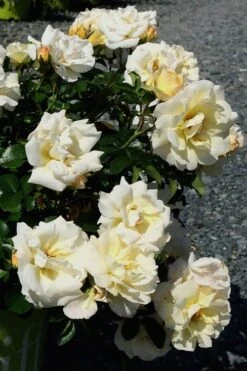 Popcorn Drift Groundcover Rose - 2 Gallon Pot -Exquisite Plants Rose Drift Popcorn 10