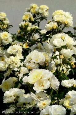 Popcorn Drift Groundcover Rose - 2 Gallon Pot -Exquisite Plants Rose Drift Popcorn 16