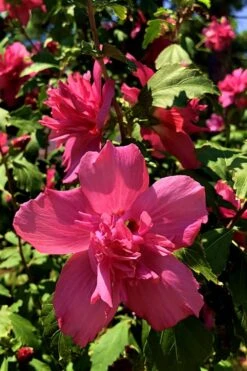 Lucy Rose Of Sharon (Single Trunk Tree) - 7 Gallon Pot (4-5') 13 Lucy Rose Of Sharon (Single Trunk Tree) - 7 Gallon Pot (4-5') -Exquisite Plants Rose Of Sharon Lucy 13
