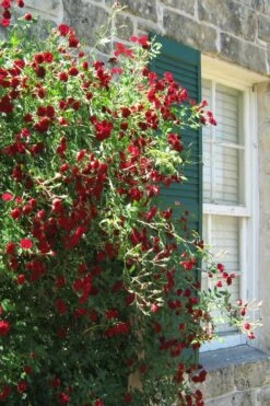 Red Cascade Miniature Climbing Rose - 1 Gallon Pot -Exquisite Plants Rose Red Cascade 10