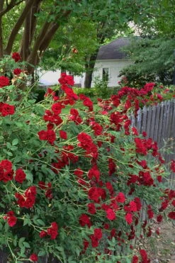Red Cascade Miniature Climbing Rose - 1 Gallon Pot -Exquisite Plants Rose Red Cascade 11