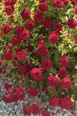 Red Cascade Miniature Climbing Rose - 1 Gallon Pot -Exquisite Plants Rose Red Cascade 12