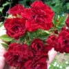 Red Cascade Miniature Climbing Rose - 1 Gallon Pot -Exquisite Plants Rose Red Cascade Closeup 2