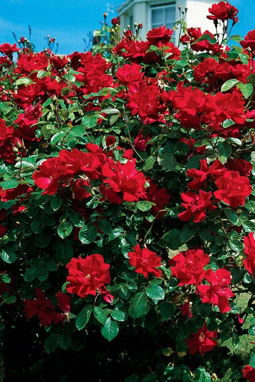 Winner's Circle Red Climbing Rose - 3 Gallon Pot 3 Winner's Circle Red Climbing Rose - 3 Gallon Pot