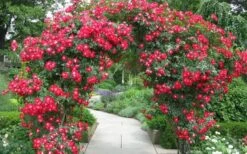 Winner's Circle Red Climbing Rose - 3 Gallon Pot 11 Winner's Circle Red Climbing Rose - 3 Gallon Pot -Exquisite Plants Rose Winners Circle 3