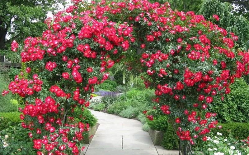 Winner's Circle Red Climbing Rose - 3 Gallon Pot 6 Winner's Circle Red Climbing Rose - 3 Gallon Pot - Image 4