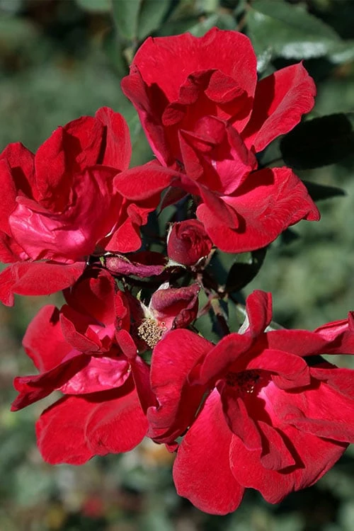Winner's Circle Red Climbing Rose - 3 Gallon Pot 8 Winner's Circle Red Climbing Rose - 3 Gallon Pot - Image 6