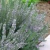Arp Rosemary - 6 Pack Of Pint Pots -Exquisite Plants Rosemary Arp 500x750 1