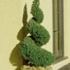 Spiral Dwarf Alberta Spruce Topiary - 2 Gallon Pot -Exquisite Plants Spruce Dwarf Alberta Spiral Topiary 500x750 3