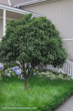 Fudingzhu Fragrant White Tea Olive (Osmanthus Fragrans) - 3 Gallon Pot -Exquisite Plants Tea Olive Fudingzhu 6