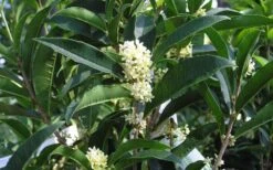 Fudingzhu Fragrant White Tea Olive (Osmanthus Fragrans) - 3 Gallon Pot -Exquisite Plants Tea Olive Fudingzhu 7