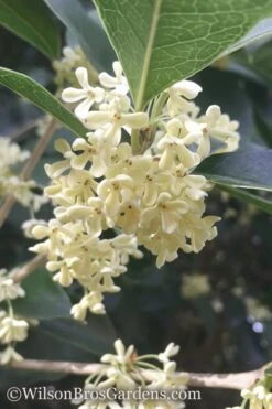 Fragrant White Tea Olive - 5 Pack Of Quart Pots