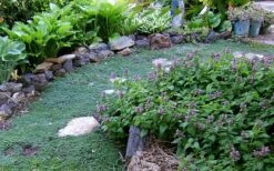 Elfin Creeping Thyme - Thymus Serphyllum - 10 Pack Of 4" Pint Pots -Exquisite Plants Thyme Elfin 10 3