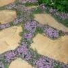 Elfin Creeping Thyme - Thymus Serpyllum Elfin - 18 Pack Of 3.5" Pint Pots -Exquisite Plants Thyme Elfin 15 2