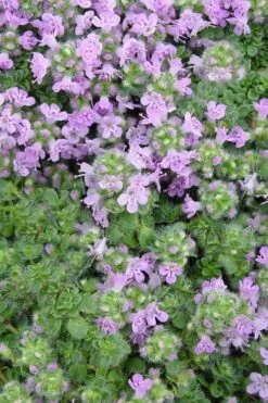 Elfin Creeping Thyme - Thymus Serphyllum - 10 Pack Of 4" Pint Pots -Exquisite Plants Thyme Elfin BS 3
