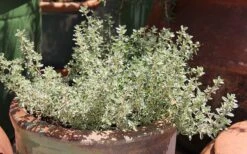 Silver Lemon Thyme - Thymus - 3 Pack Of Quart Pots -Exquisite Plants Thyme Silver Lemon 5