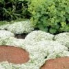 White Creeping Thyme (Thymus Praecox 'Albiflorus') - 5 Pack Of Quart Pots -Exquisite Plants Thyme White Creeping 10