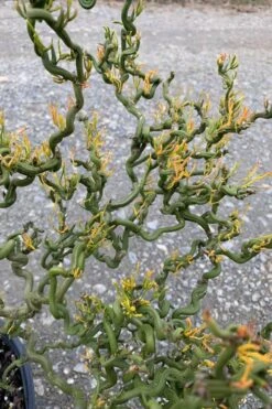 Tiny Dragon Hardy Orange (Poncirus Trifoliata) - 5 Gallon Pot - SALE! 10 Tiny Dragon Hardy Orange (Poncirus Trifoliata) - 5 Gallon Pot - SALE! -Exquisite Plants Trifoliate Orange Tiny Dragon 1