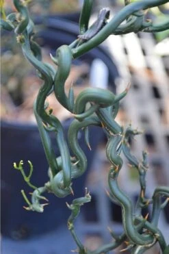 Tiny Dragon Hardy Orange (Poncirus Trifoliata) - 5 Gallon Pot - SALE! 11 Tiny Dragon Hardy Orange (Poncirus Trifoliata) - 5 Gallon Pot - SALE! -Exquisite Plants Trifoliate Orange Tiny Dragon 2