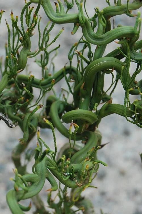 Tiny Dragon Hardy Orange (Poncirus Trifoliata) - 5 Gallon Pot - SALE! -Exquisite Plants Trifoliate Orange Tiny Dragon 4