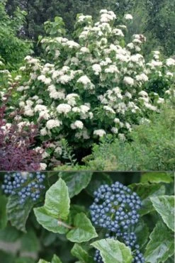 All That Glows Arrowwood Viburnum - 2 Gallon Pot -Exquisite Plants Viburnum All That Glows 4