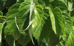 Chicago Luster Arrowwood Viburnum - 3 Gallon Pot 14 Chicago Luster Arrowwood Viburnum - 3 Gallon Pot -Exquisite Plants Viburnum Chicago Luster 1