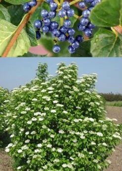 Chicago Luster Arrowwood Viburnum - 1 Gallon Pot -Exquisite Plants Viburnum Chicago Luster 3 1