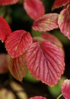 Chicago Luster Arrowwood Viburnum - 1 Gallon Pot -Exquisite Plants Viburnum Chicago Luster 4 1