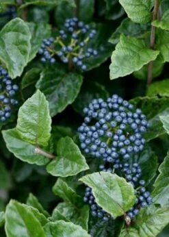 All That Glows Arrowwood Viburnum - 2 Gallon Pot -Exquisite Plants Viburnum Chicago Luster 5