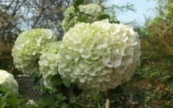 Chinese Snowball Viburnum Bush - 6 Pack Of 1 Gallon Pots -Exquisite Plants Viburnum Chinese Snowball Bloom Green 2