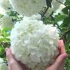 Chinese Snowball Viburnum Bush - 7 Gallon Pot (2-3') -Exquisite Plants Viburnum Chinese Snowball Rev 500x750 1