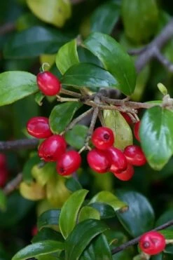 Dwarf Evergreen Snowball Viburnum 'Conoy' - 3 Gallon Pot -Exquisite Plants Viburnum Conoy 4