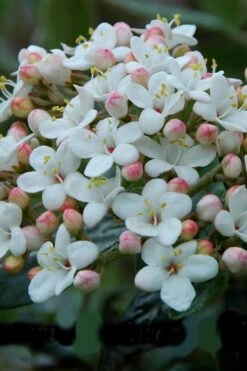 Dwarf Evergreen Snowball Viburnum 'Conoy' - 3 Gallon Pot -Exquisite Plants Viburnum Conoy 6