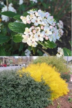 Dwarf Evergreen Snowball Viburnum 'Conoy' - 3 Gallon Pot -Exquisite Plants Viburnum Conoy 7