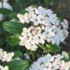 Dwarf Evergreen Snowball Viburnum 'Conoy' - 3 Gallon Pot 1 Dwarf Evergreen Snowball Viburnum 'Conoy' - 3 Gallon Pot -Exquisite Plants Viburnum Conoy 8