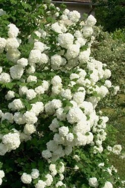 European Snowball Viburnum Bush - 3 Gallon Pot -Exquisite Plants Viburnum European Snowball 1