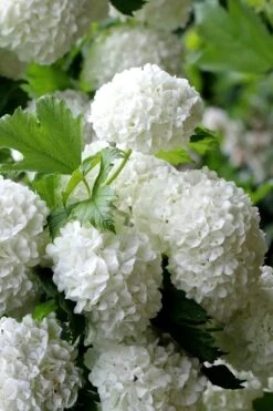 European Snowball Viburnum Bush - 3 Gallon Pot -Exquisite Plants Viburnum European Snowball 5