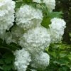 European Snowball Viburnum Bush - 3 Gallon Pot 1 European Snowball Viburnum Bush - 3 Gallon Pot -Exquisite Plants Viburnum European Snowball 6