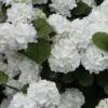 Popcorn Snowball Viburnum Bush - 3 Gallon Pot -Exquisite Plants Viburnum Popcorn 1 500x750 2