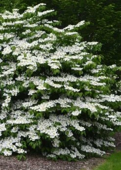Shasta Doublefile Viburnum - 2 Gallon Pot