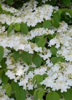 Shasta Doublefile Viburnum - 2 Gallon Pot -Exquisite Plants Viburnum Shasta 6 3